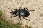 carabus-convexus-foto2-benisch