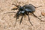 carabus-convexus2-foto-koehler