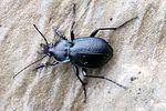 carabus-convexus2-foto-martinez