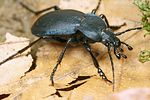 carabus-convexus3-foto-koehler