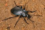 carabus-convexus4-foto-koehler