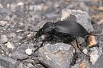 carabus-coriaceus-cerisyi-foto-kretzschmar