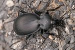 carabus-coriaceus-cerisyi2-foto-kretzschmar