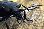 carabus-coriaceus-detail-foto-wmueller