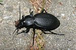 carabus-coriaceus-foto-brueckner