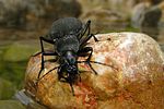 carabus-coriaceus-foto-doeringer