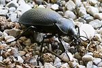 carabus-coriaceus-foto-hense
