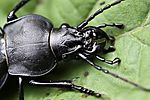 carabus-coriaceus-foto-rydzi