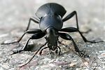 carabus-coriaceus-foto-weisenboehler