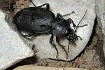 carabus-coriaceus-foto-wmueller