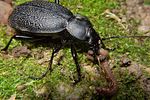 carabus-coriaceus-prey-foto-koehler
