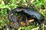 carabus-coriaceus-prey-foto-weidlich
