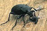 carabus-coriaceus-prey2-foto-wmueller