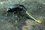 carabus-coriaceus-prey3-foto-weidlich