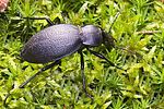 carabus-coriaceus2-foto-hense