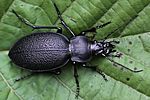 carabus-coriaceus2-foto-rydzi