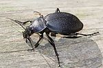 carabus-coriaceus3-foto-hense