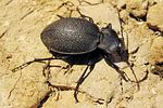 carabus-coriaceus3-foto-koehler