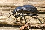 carabus-coriaceus4-foto-hense