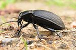 carabus-coriaceus4-foto-koehler