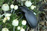carabus-coriaceus4-foto-weidlich