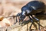 carabus-coriaceus5-foto-hense