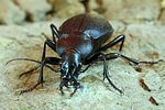 carabus-coriaceus5-foto-koehler