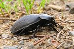 carabus-coriaceus6-foto-koehler