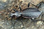 carabus-creutzeri-foto-weidlich