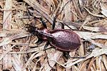 carabus-creutzeri-kircheri-foto-franzini