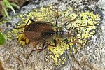 carabus-depressus-foto-koehler