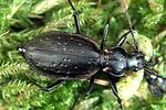 carabus-depressus-foto-weidlich