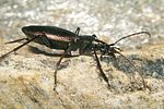 carabus-depressus2-foto-koehler