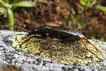 carabus-depressus4-foto-koehler