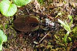 carabus-depressus5-foto-koehler