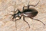 carabus-depressus6-foto-koehler