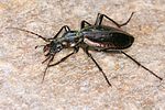 carabus-depressus7-foto-koehler