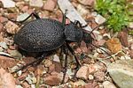 carabus-duponcheli-foto-kretzschmar