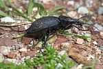 carabus-duponcheli2-foto-kretzschmar