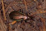 carabus-fabricii-male-foto-polacek