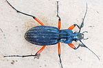 carabus-gallicianus-foto-baeuerle