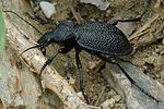 carabus-gigas-foto-fransen