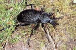 carabus-gigas-foto-tolasch