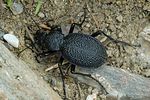 carabus-gigas2-foto-fransen