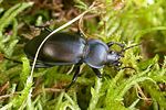 carabus-glabratus-foto-guerlich