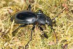 carabus-glabratus-foto-koehler