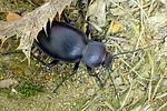 carabus-glabratus-foto-krejcik