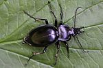 carabus-glabratus-foto-rydzi