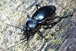 carabus-glabratus2-foto-dvorak