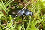 carabus-glabratus2-foto-guerlich